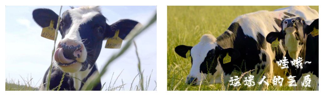 花花牛丨每天一杯奶，幸福健康喝出來?。?！