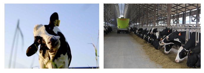 花花牛丨每天一杯奶，幸福健康喝出來?。。? style=