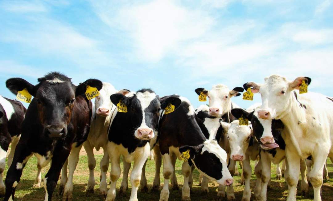 北京大學(xué)南南合作與發(fā)展學(xué)院教授、全球伙伴關(guān)系主任周詠梅一行蒞臨花花牛平輿瑞亞牧業(yè)參觀調(diào)研