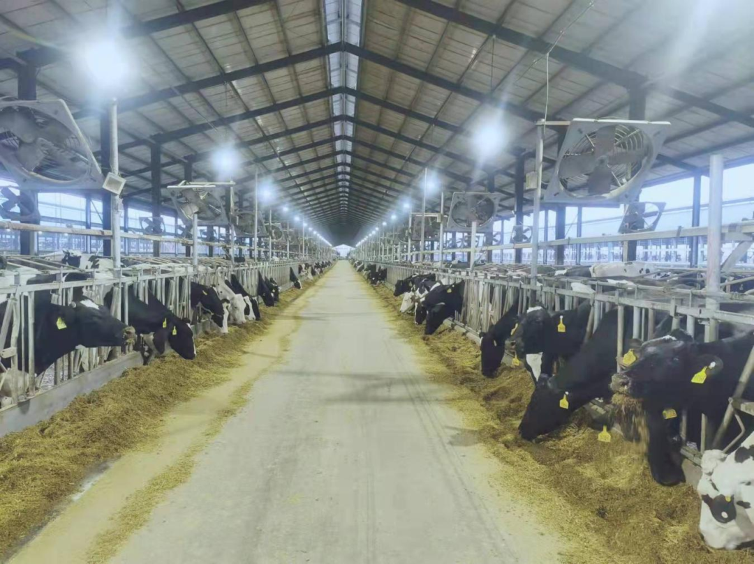 北京大學(xué)南南合作與發(fā)展學(xué)院教授、全球伙伴關(guān)系主任周詠梅一行蒞臨花花牛平輿瑞亞牧業(yè)參觀調(diào)研