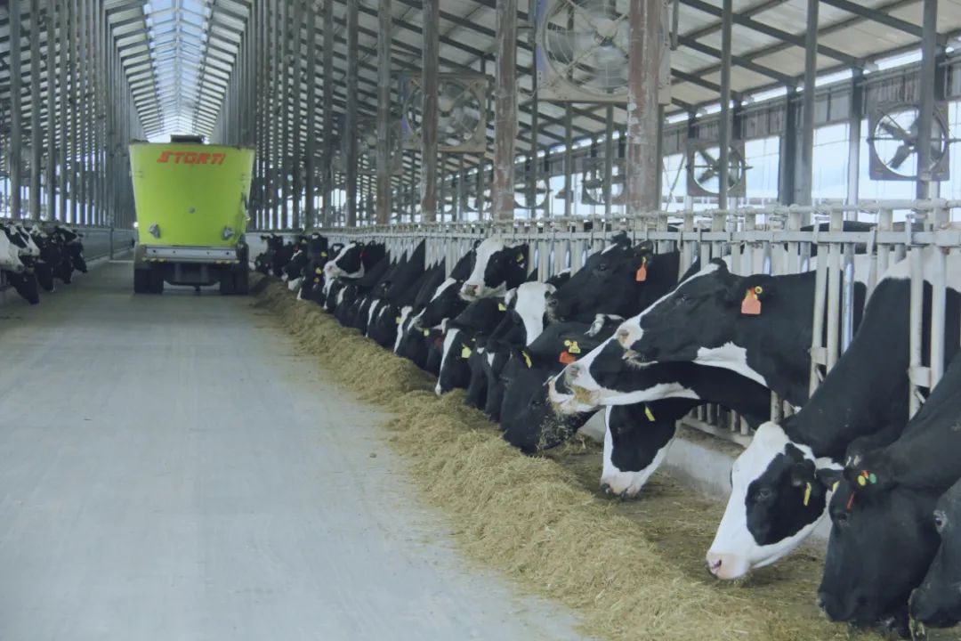 花花牛丨駐馬店市遂平縣政協(xié)黨組書(shū)記、主席張衛(wèi)東一行蒞臨花花牛魯山瑞亞牧場(chǎng)參觀