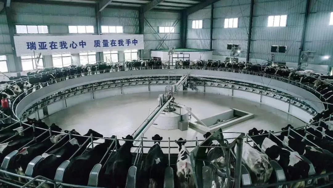 花花牛丨駐馬店市遂平縣政協(xié)黨組書(shū)記、主席張衛(wèi)東一行蒞臨花花牛魯山瑞亞牧場(chǎng)參觀