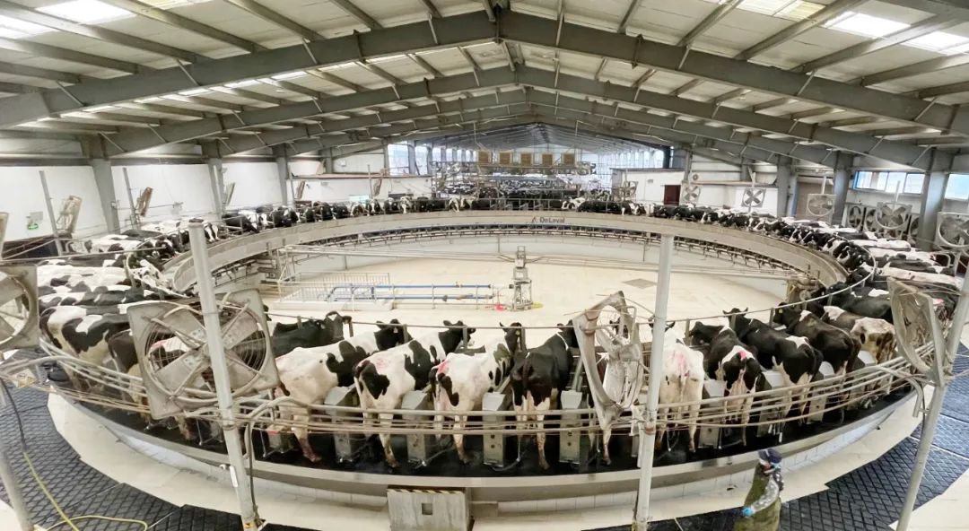 凝心聚力·贏創(chuàng)未來(lái) | 花花牛乳業(yè)集團(tuán)召開(kāi)營(yíng)銷(xiāo)、養(yǎng)殖及飼料經(jīng)營(yíng)工作會(huì)議