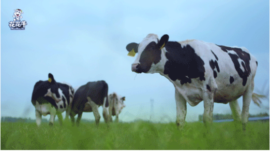 河南省高級人民法院院長胡道才一行蒞臨花花牛乳業(yè)集團(tuán)開展“萬人助萬企”活動(dòng) 助力企業(yè)發(fā)展