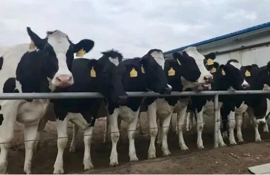 省委書(shū)記王國(guó)生到河南花花牛乳業(yè)集團(tuán)·新蔡瑞亞牧業(yè)有限公司調(diào)研 省委書(shū)記王國(guó)生到河南花花牛乳業(yè)集團(tuán)·新蔡瑞亞牧業(yè)有限公司調(diào)研